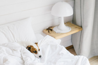 Increasingly, medicine is recognising the bond between pets and people as a powerful weapon in fighting disease and treating chronic conditions.