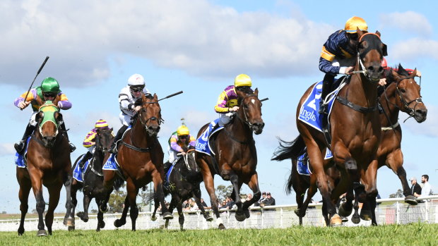 Ride on: Tommy Berry eases Wild Planet to a dominant win in the Scone Guineas.  
