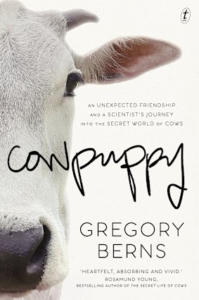 A scientist’s insights into cows’ personalities, play and emotional range.