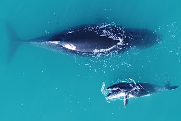 A humpback mother and calf in the Buccaneer Archipelago. Three of the proposed sea cage sites fall within a biologically important area for humpbacks. 