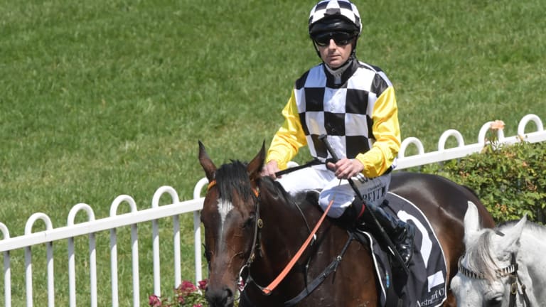 Favourite: Sky Boy heads into the Villiers at Randwick on Saturday on a four-race winning streak.