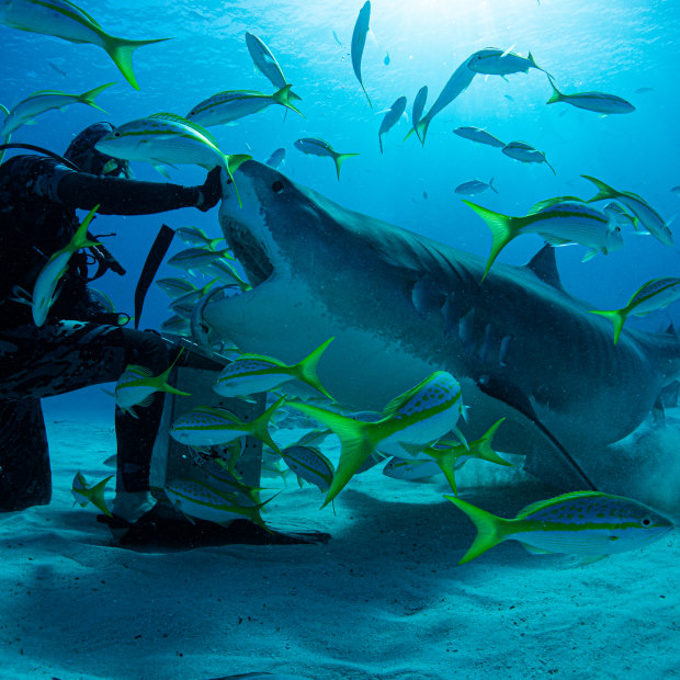 Why do shark attacks happen and how can we live with them?