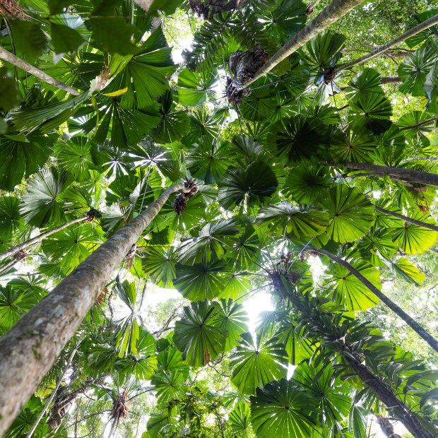 A 1500-year-old palm forest in the Daintree.