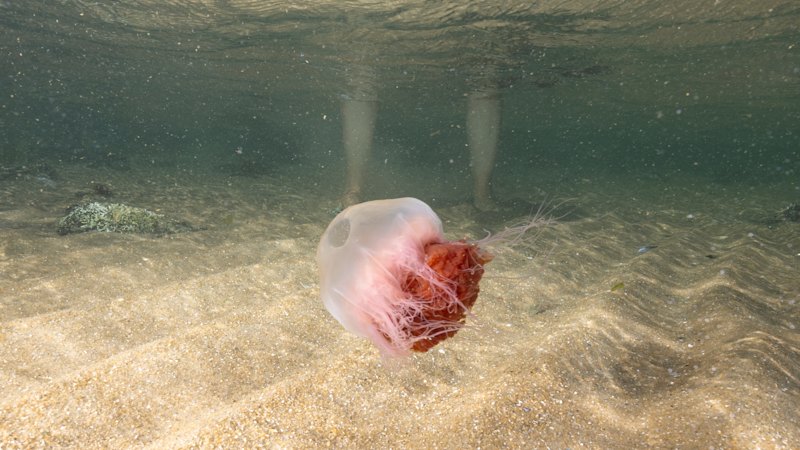 ‘Stay out of the bay’: Smack of red, stinging jellyfish invade Melbourne’s beaches