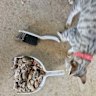 Mouse plague ravages WA's Mid West