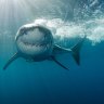 Queensland govt fights for shark culls to 'protect human safety'