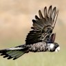 The Baudin’s black cockatoo in flight. 