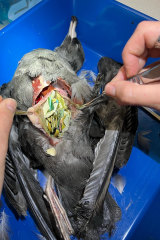 Plastic is removed from a dead shearwater on Lord Howe Island. 