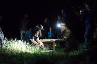 The release of bandicoots into the wild. 