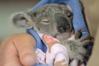 Luke the koala joey is treated at Australia Zoo.