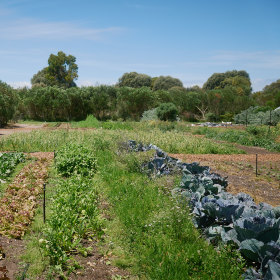 The lush vegetable garden.