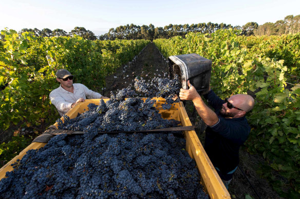 Voyager Estate celebrated its 40th anniversary last year and in 2020 will have 40 hectares of its vineyards in Margaret River, about a third of their total holdings, certified organic. 