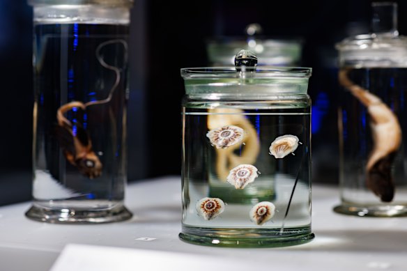 Glass Scallop also known as Propeamussium alcocki with an Eye of Sauron sea anemone on its back.