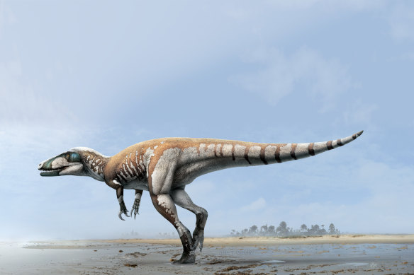 An artist's impression of the seven-metre-long Lightning Claw, the largest carnivorous dinosaur found in Australia.