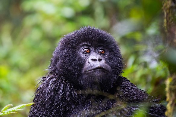 Mountain gorilla, Mount Sabyinyo, Uganda.