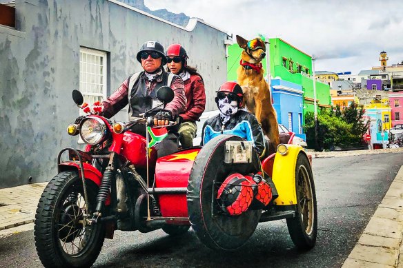 A vintage sidecar tour in Cape Town with Brody the dog.
