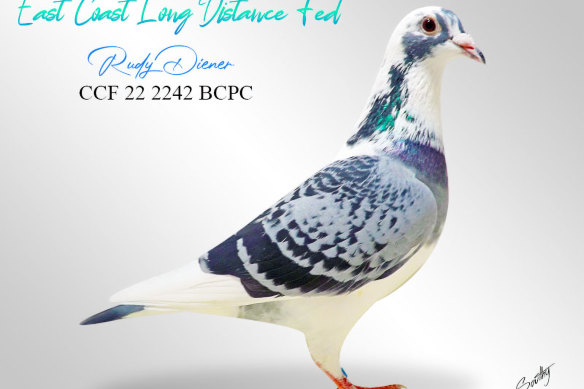 One of Rudy Diener’s racing pigeons.