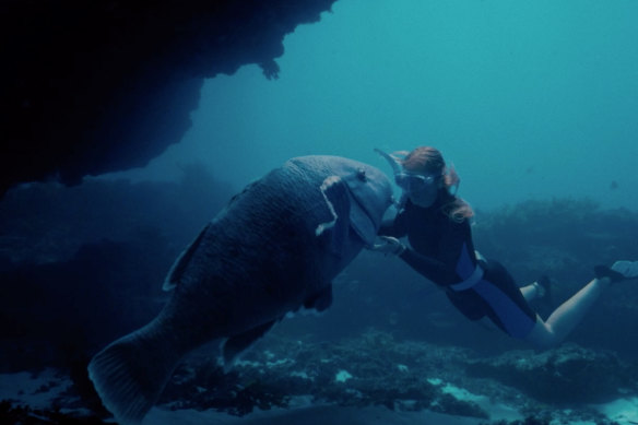 Ilsa Fogg as Abby has an up-close encounter with Blueback the groper in a scene from the film. 