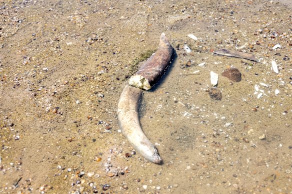Suspected woolly mammoth remains were found on the Danube riverbed.