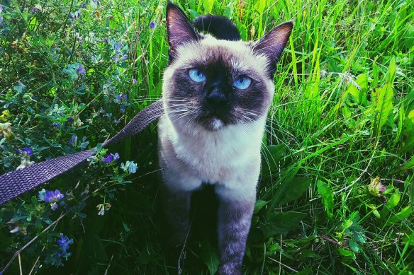Walking a cat clearance on a lead