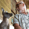 Alfred the roo checking on Manfred Zabinskas OAM as he cares for an older roo.