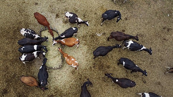 The cattle industry is set to respond quickly when drought breaks and pasture grows, due to strong export demand.