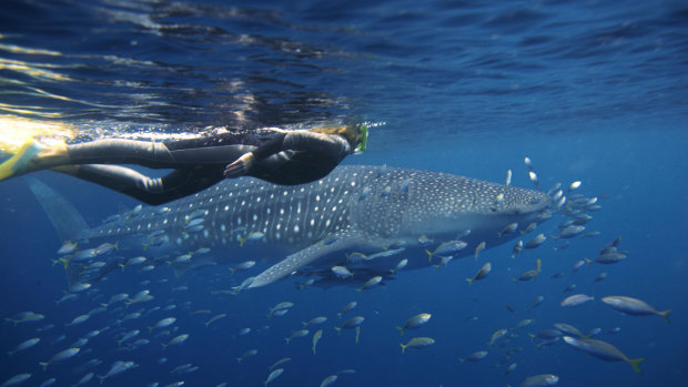 A new research hub will be built close to the Ningaloo Reef next year. 