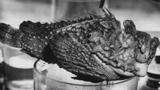 An effective stonefish antivenom was first produced in 1968. 