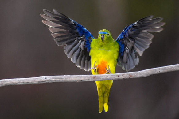 A critically-endangered orange-bellied parrot alights on a branch at Melaleuca, south-west Tasmania.