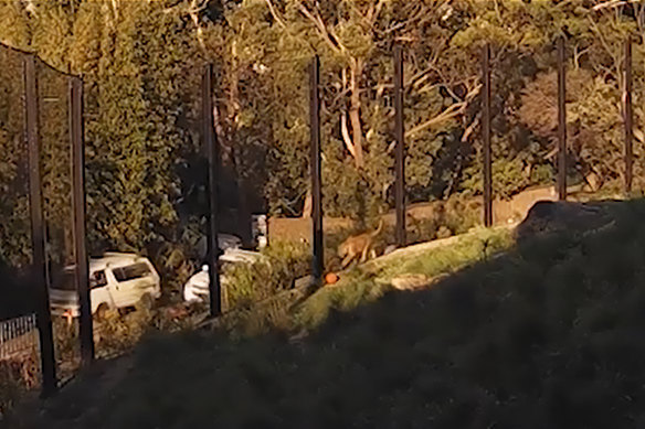 The CCTV footage shows the escapee lions at Taronga Zoo metres from an access road.