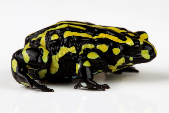 Threatened. Southern corroboree frog (Pseudophryne corroboree).