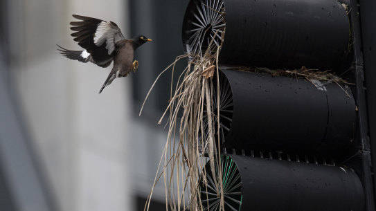 The myna bird returning to its nest in a North Sydney traffic light on Friday.