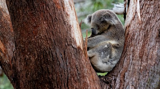 Koalas in Sydney’s west are set to be better protected with the government set to adopt 31 recommendations.