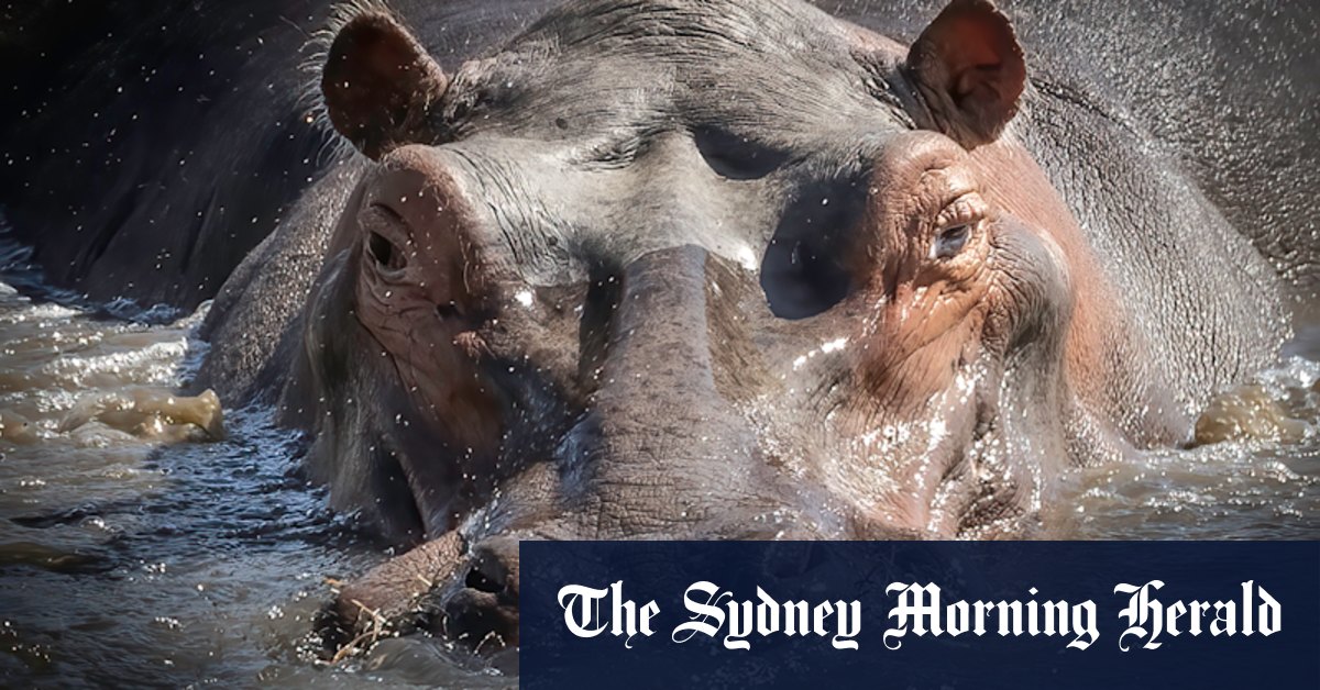 The most dangerous animal you can face on safari? The one in front of you