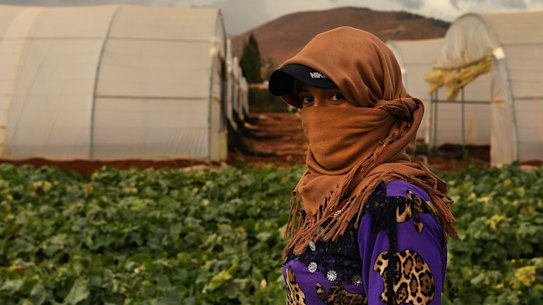 Hala, 18, a refugee from Deir al-Zor in Syria in the field where she is picking cucumbers to support her family in a Lebanese camp.