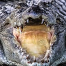 Mystery metal found in crocodile came from person, medical experts say