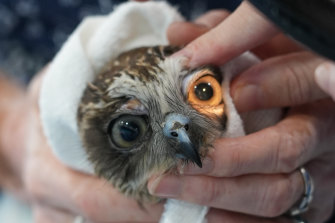 A Boobook owl gets a checkup following the floods.