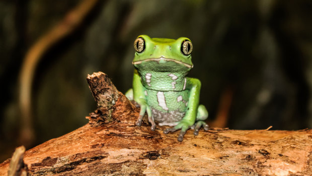 The frog's skin produces psychoactive secretions.