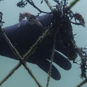 A Sydney seahorse is caught in a shark net, one of hundreds of non-target species each year.