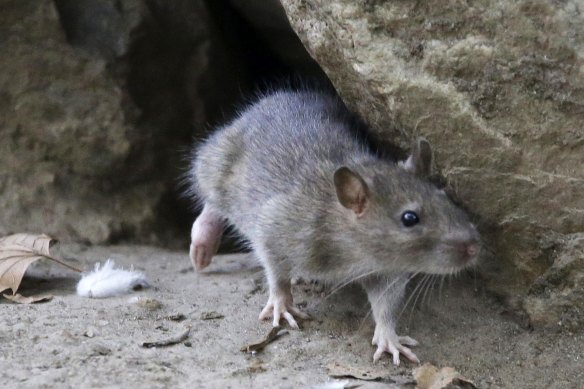 The new male beauty standard: a rat leaves its New York burrow.