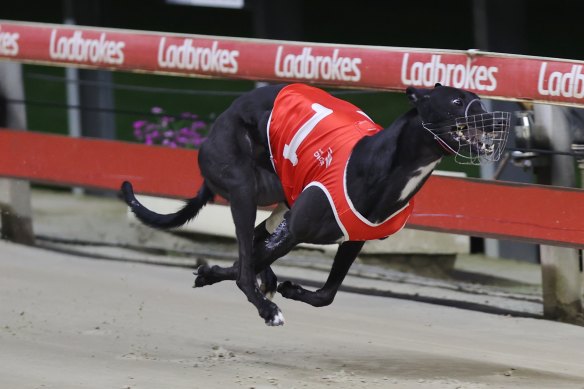 Peter Lagogiane-trained French Martini is the least experienced runner in the Million Dollar Chase Final but has drawn lucky box seven.