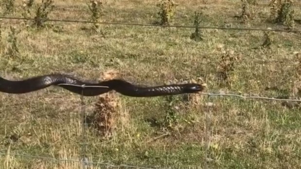 A tiger snake has been filmed slithering along the top of a wire fence in Tasmania.