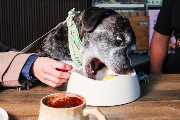 The dog-friendly hamburger receives a positive review from Gus.