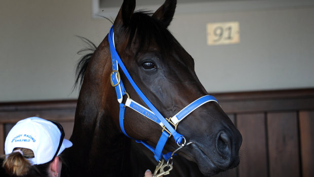 Black Caviar’s final foal dies days after champion mare’s death