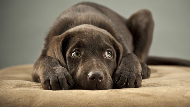 Get Wallpaper A Healthy Man Was Licked By His Dog He Was Dead Within Weeks For Free