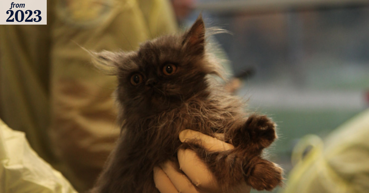 Animal welfare: Thirty cats rescued in raids on homes allegedly linked ...