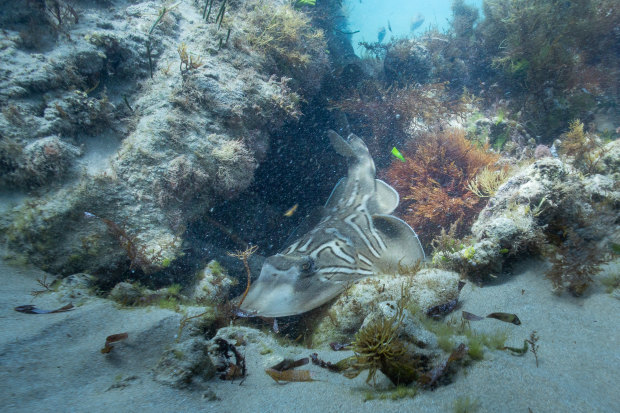 A southern fiddler ray on the floor of the reef at Point Nepean. 
