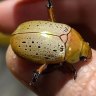 Christmas beetle numbers appear to be on the rebound.