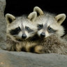 Raccoons in the Big Apple? 