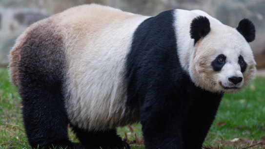 Even through a camera lens, 
Mei Xiang’s mood radiated. It's fair to say she was fed up.
